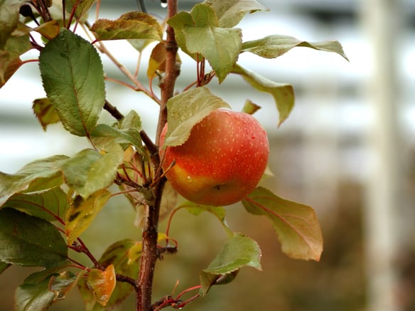 The story of the „forgotten“ orchard