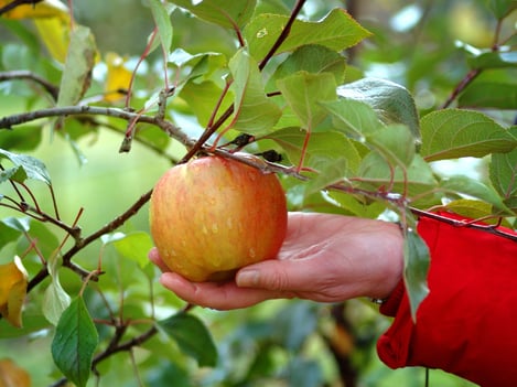 The story of the „forgotten“ orchard