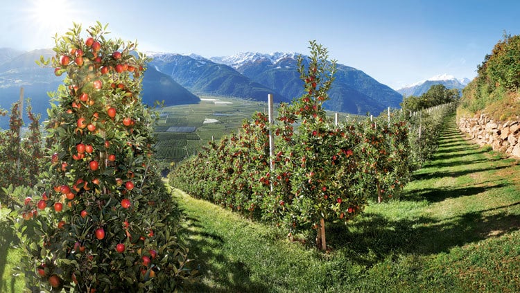 Im Vinschgau verwurzelt