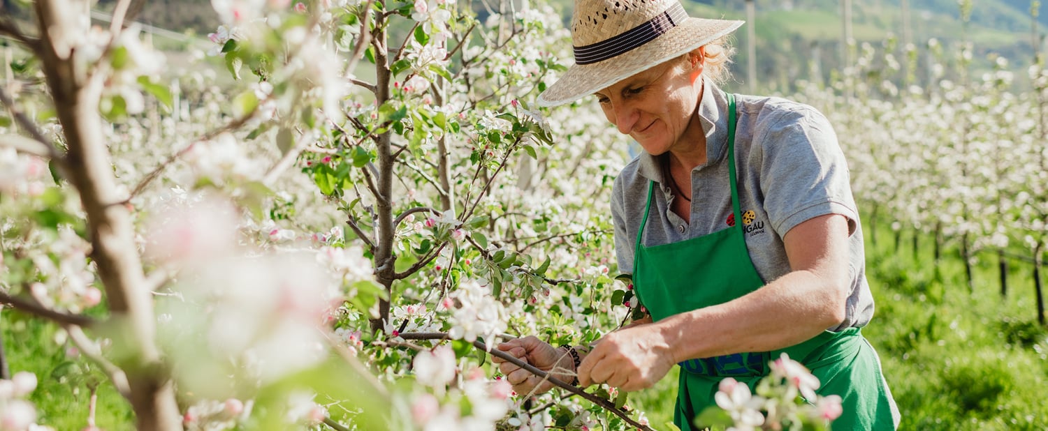 Apfelblüte im Vinschgau Schon gewusst?