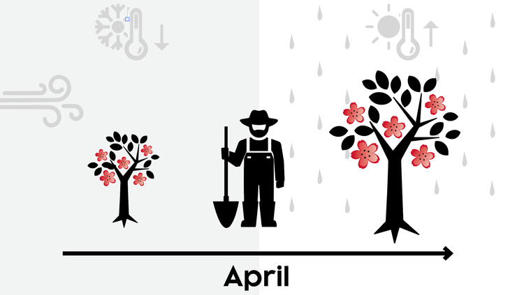 Apple blossom in Val Venosta: When does it start?