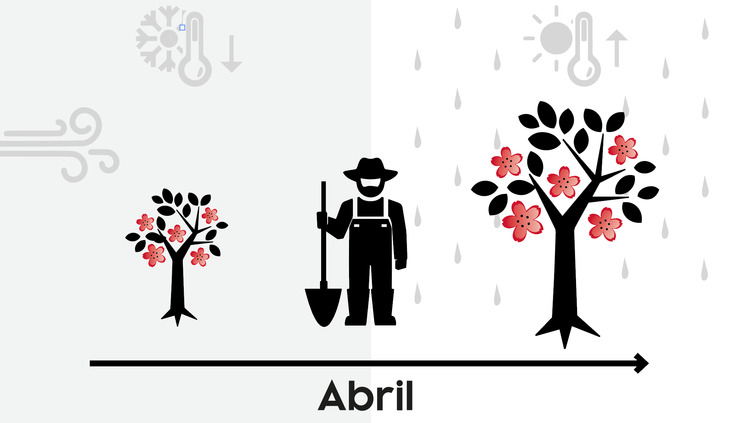 Floración de los manzanos en Val Venosta: ¿cuándo empieza?