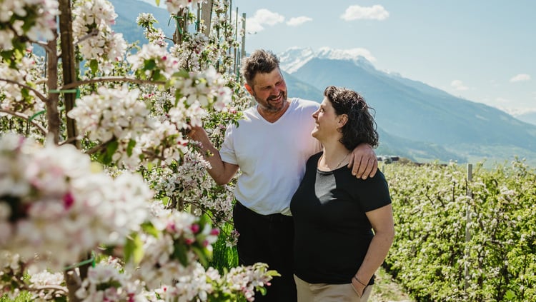 ¿Dónde se puede admirar la flor del manzano?