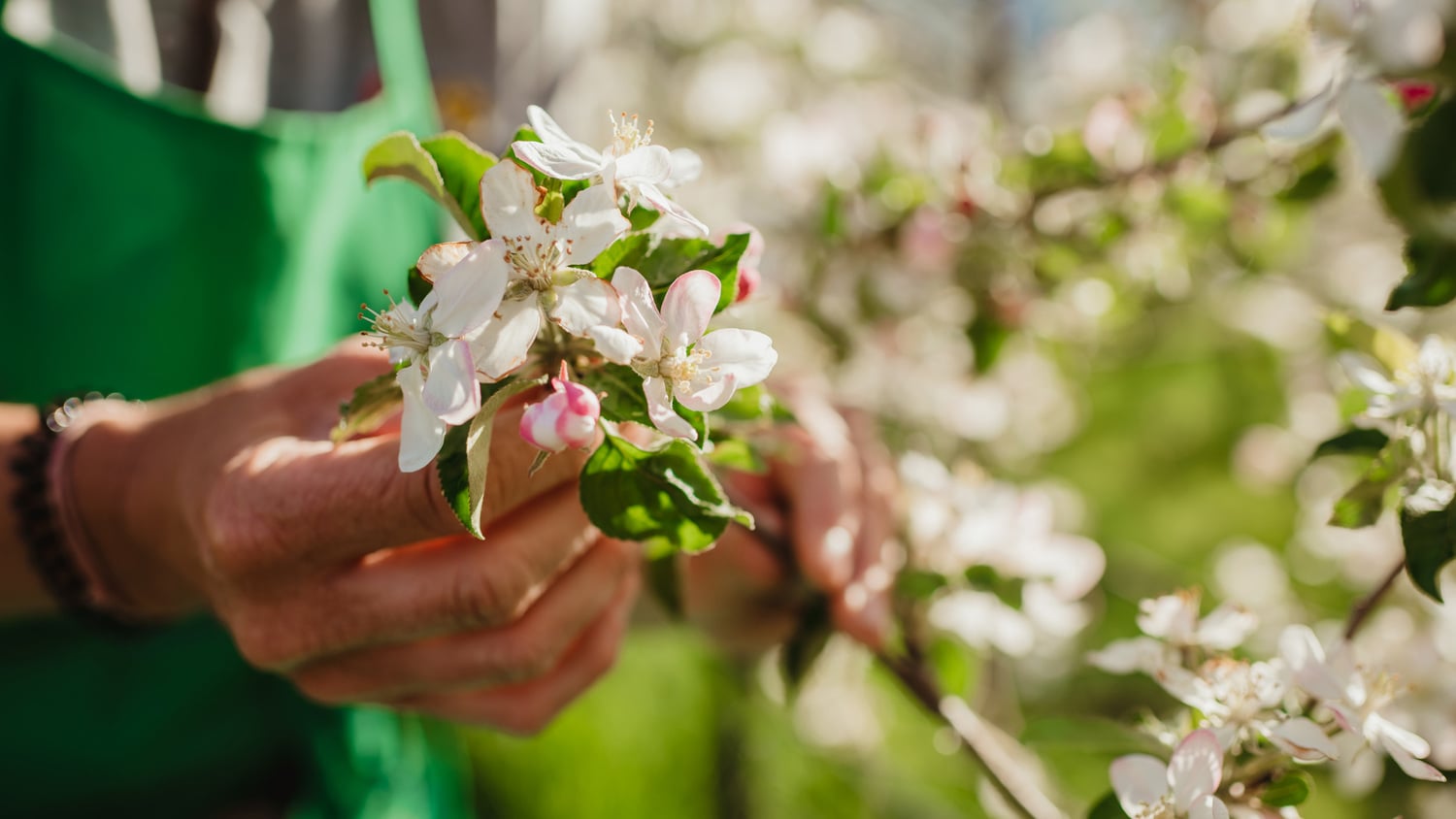 Apple blossom Val Venosta