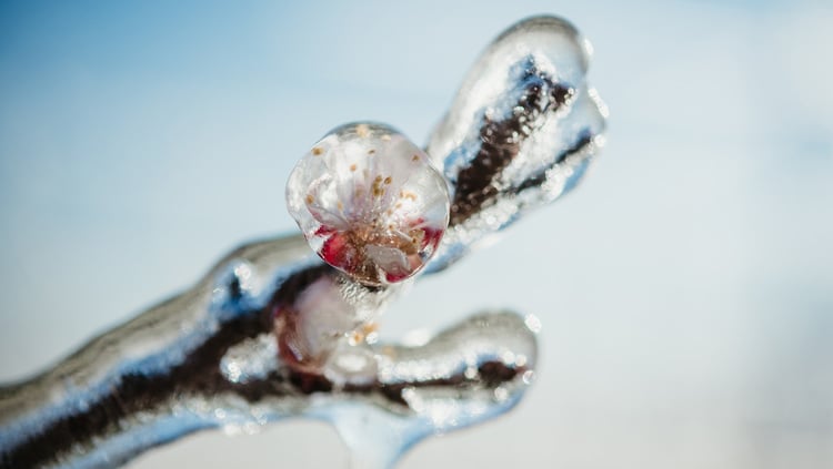 ¿Por qué el hielo protege las flores de las manzana?