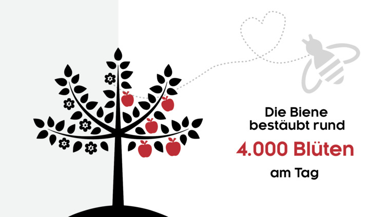 Wie viele Blüten werden zu Äpfeln?
