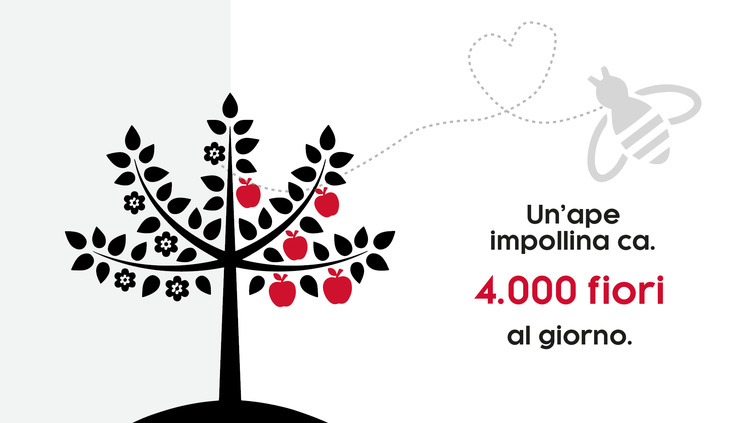 Quanti fiori diventano mele? 
