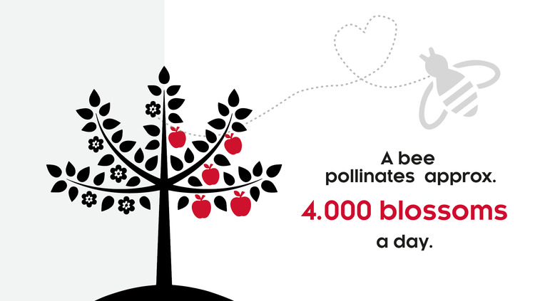 How many flowers become apples?