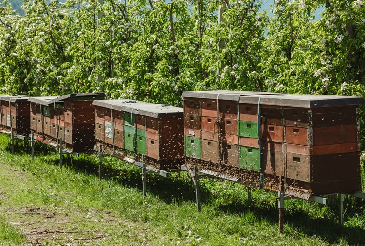 Humming bees