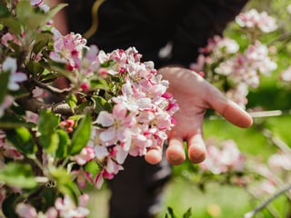 Apfelblüte im Vinschgau