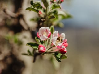 Apfelblüte im Vinschgau