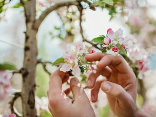 Apfelblüte im Vinschgau