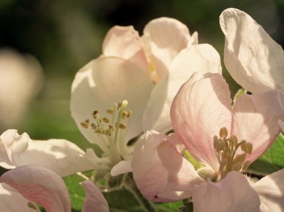 Apfelblüte im Vinschgau