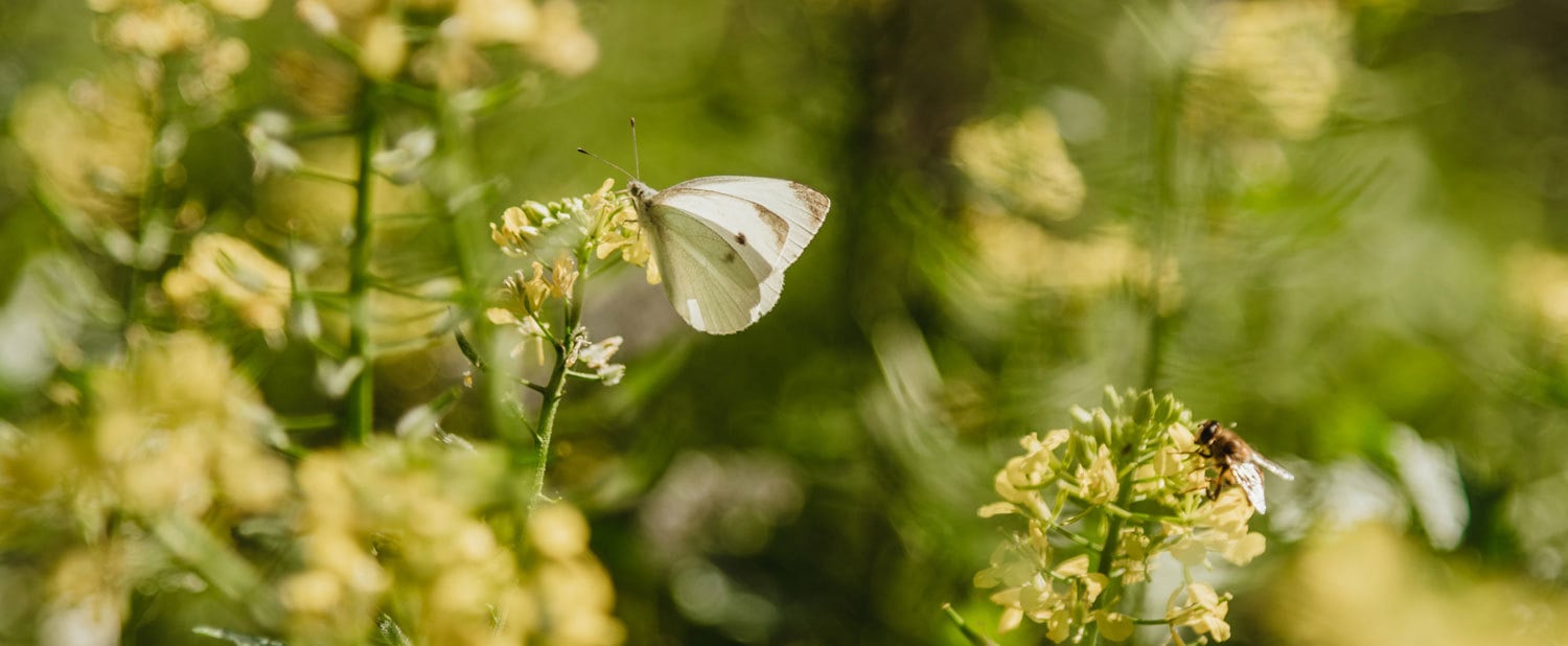 Ecosistema: I più grandi? I più piccoli