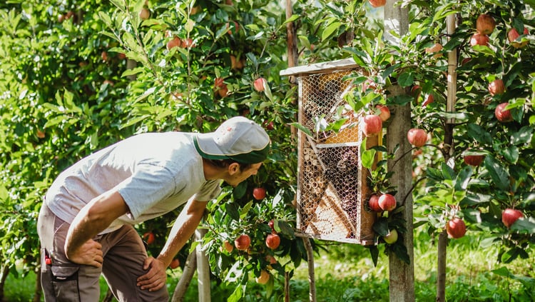 Check-in at the insect hotel