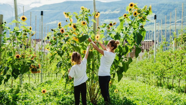 Azione “Girasole“