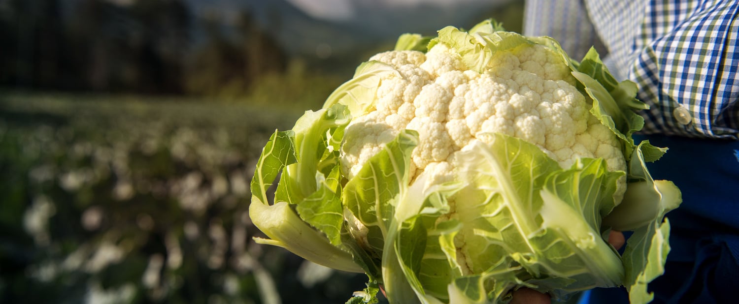 Blumenkohl aus dem Vinschgau