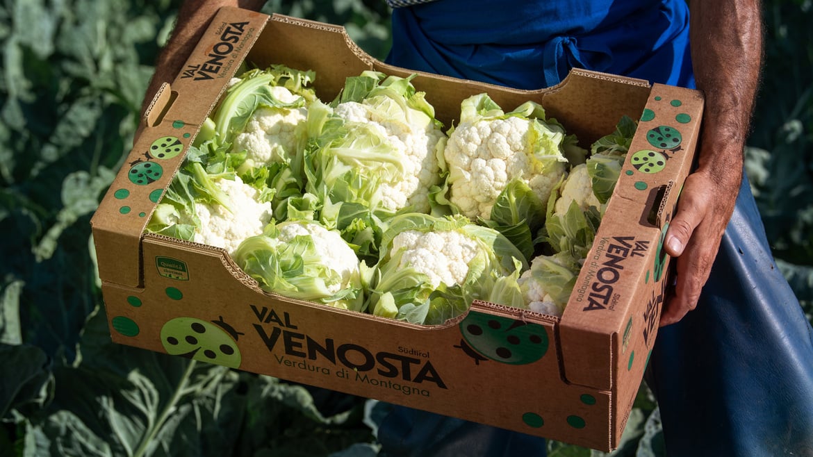 Cavolfiore della Val Venosta
