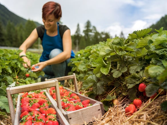 Le rosse prelibatezze del<br>Parco Nazionale dello Stelvio