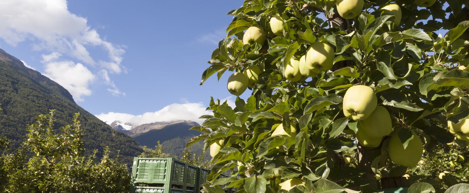 Mele Golden Delicious Val Venosta