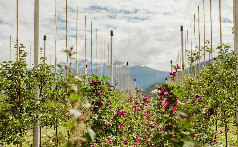 Val Venosta Apples:<br>the apple paradise is getting more and more sustainable