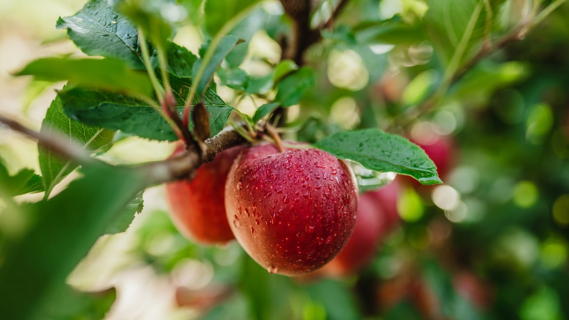 Im Vinschgau sind die Äpfel reif