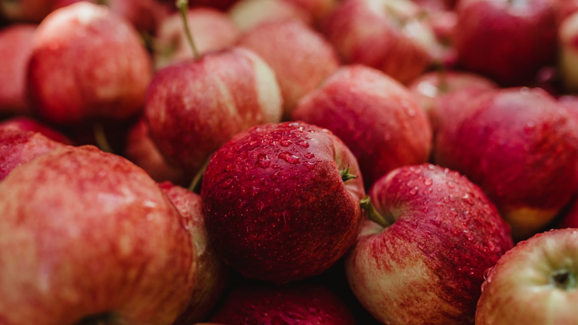 Im Vinschgau sind die Äpfel reif
