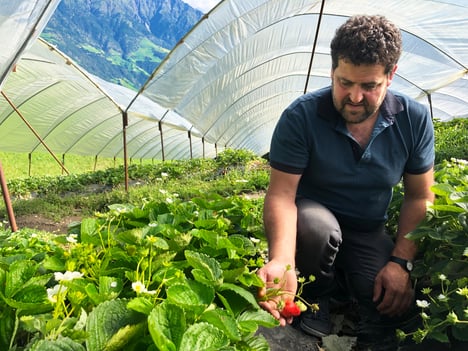 Warum Elsanta & Co. den Vinschgau lieben