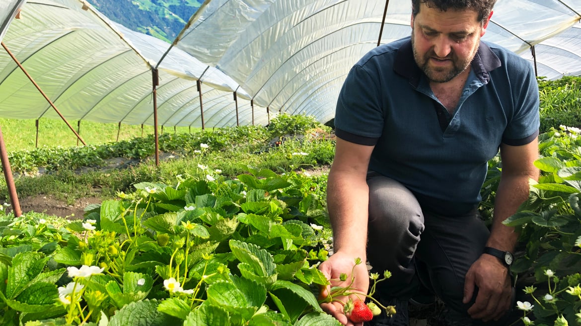 Perché le fragole Elsanta & Co. amano la Val Venosta