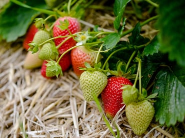 Perché le fragole Elsanta & Co. amano la Val Venosta