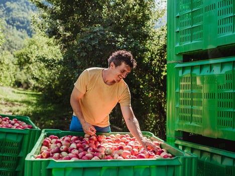 Bio apples harvest