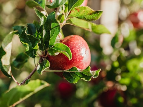 Organic leader: We are on the right path.