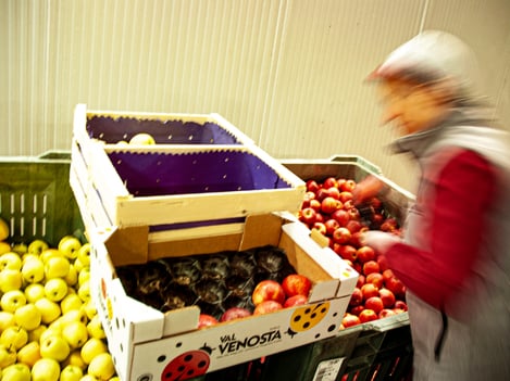 Freshly harvested
