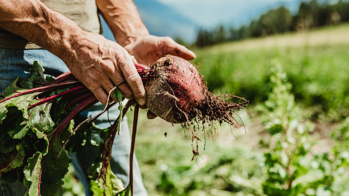 Der Vinschgau kann auch Bio-Gemüse!