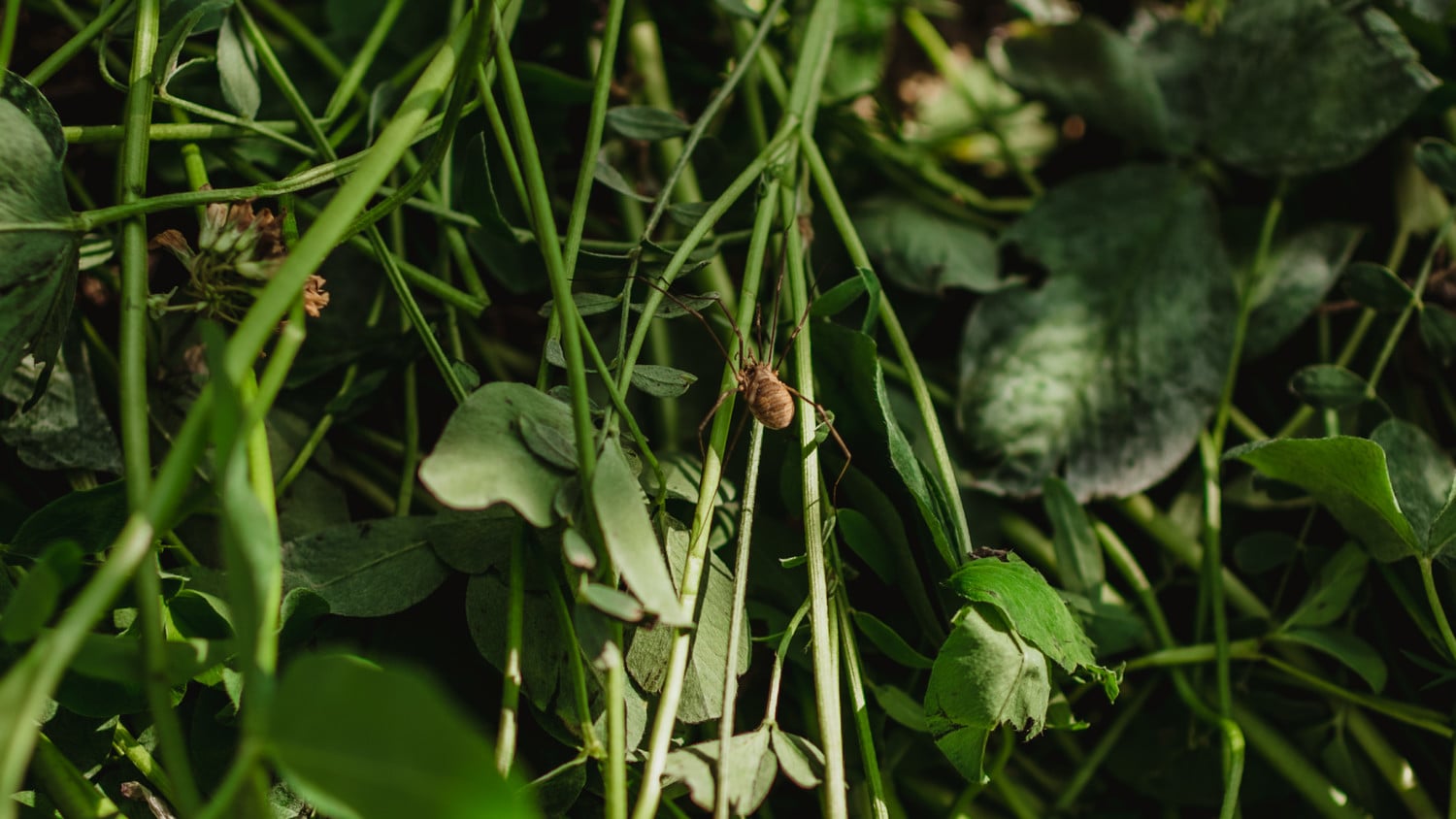 Leaves, branches,<br>small guests
