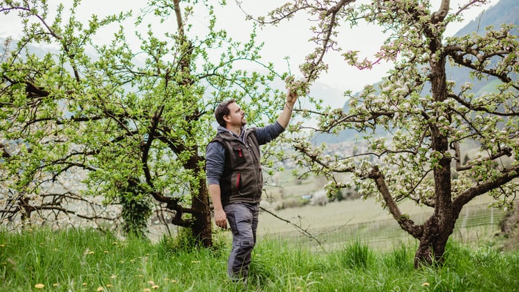 Su in alto tra gli alberi