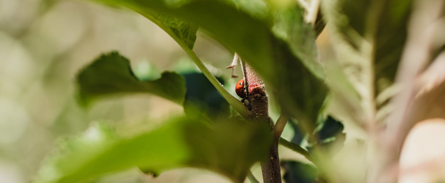 Coccinelle