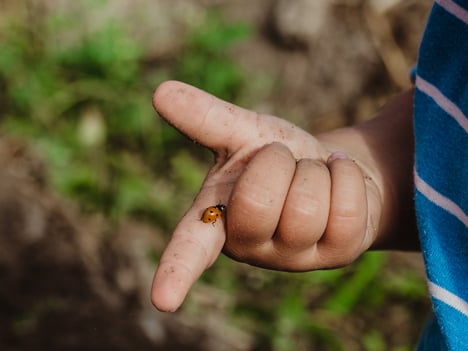 Why we have chosen ladybirds for our brand
