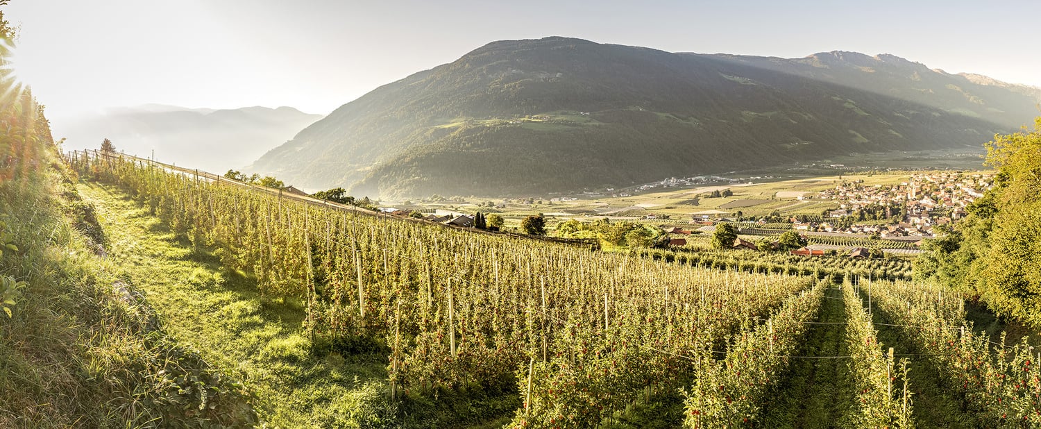 Ernte im Vinschgau abgeschlossen: volles Potenzial und ausgezeichnete Qualität