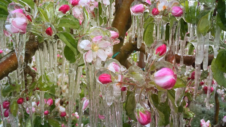Riego con hielo