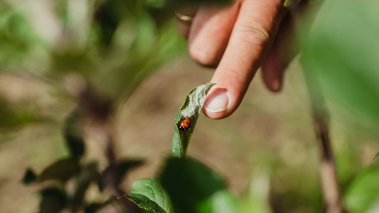 Dejar que la naturaleza se encargue de todo