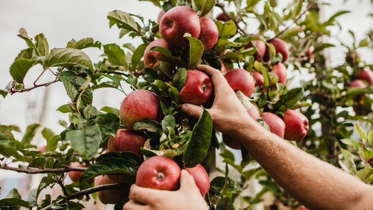 Availability and diversity of varieties