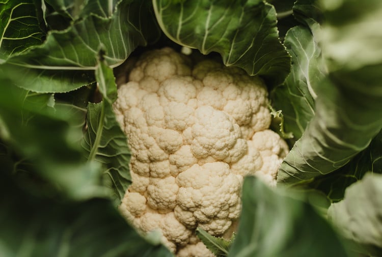 Unmistakably organic:<br>Good things of the season