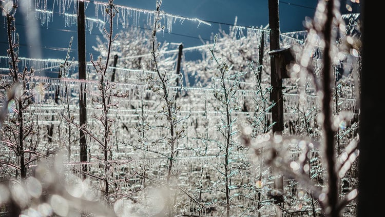 Frost protection irrigation Val Venosta