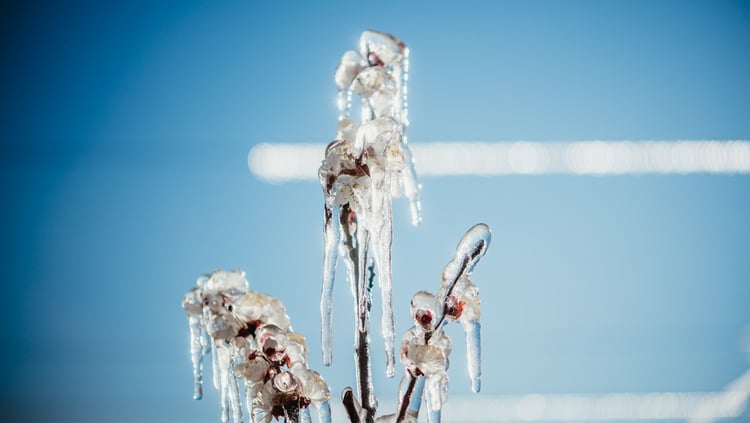 Frost-protection sprinkling Val Venosta