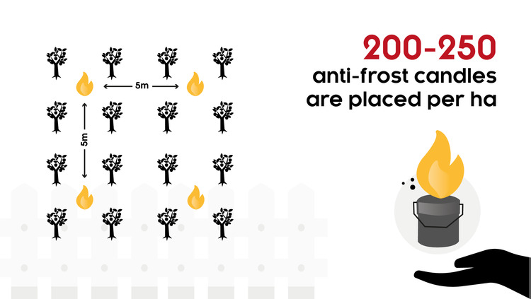 Do frost candles really work?