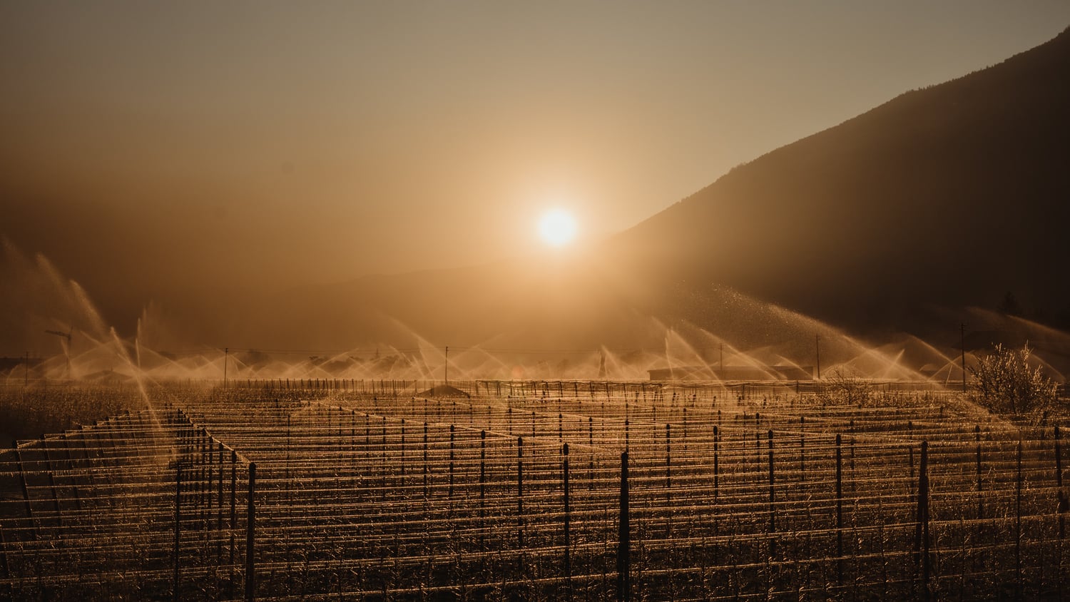 Frost-protection sprinkling Val Venosta