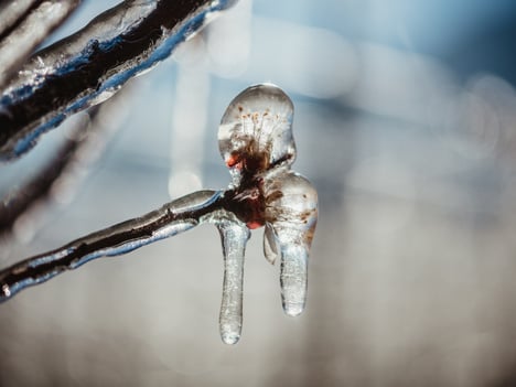 About candles and bitter cold
