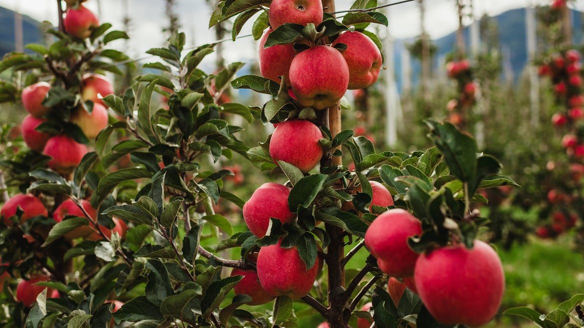 Saison für Ambrosia™ beginnt mit starker Nachfrage