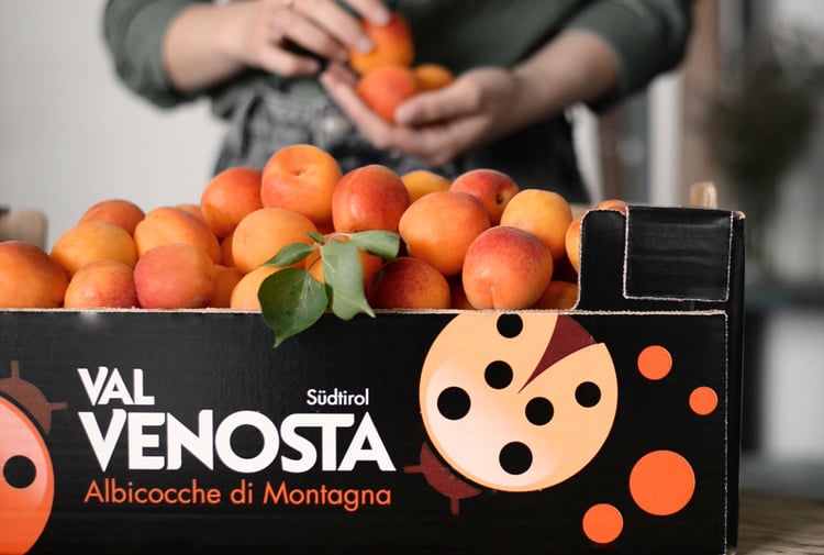 Albicocche di montagna